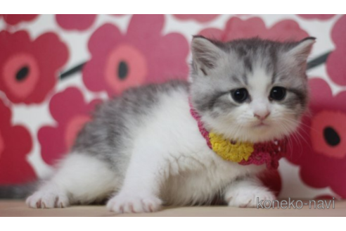 成約済の東京都のマンチカン-70815の2枚目